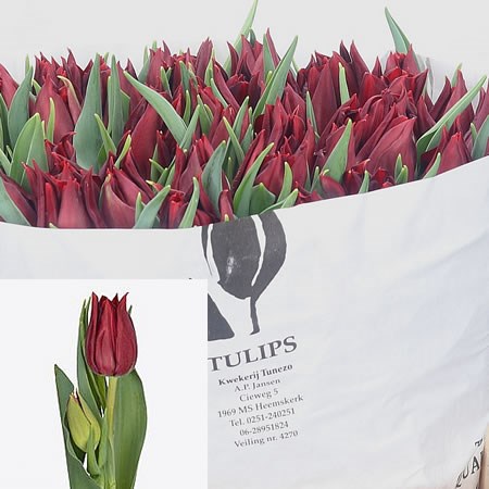 Tulips Red Wine