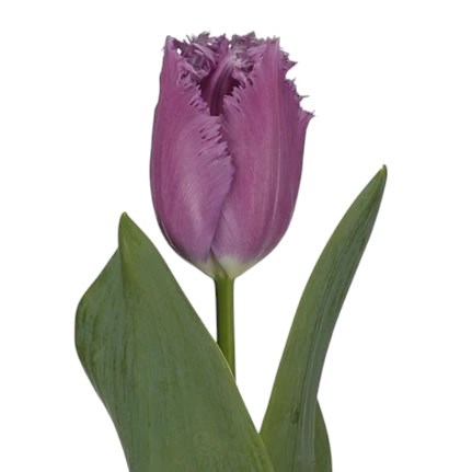 Tulips Reine de Lairesse