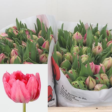 Tulips Rembrandt