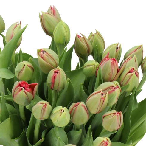 Tulips Reminder