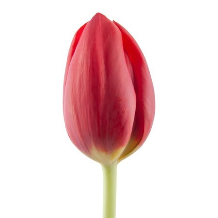 Tulips Renegade
