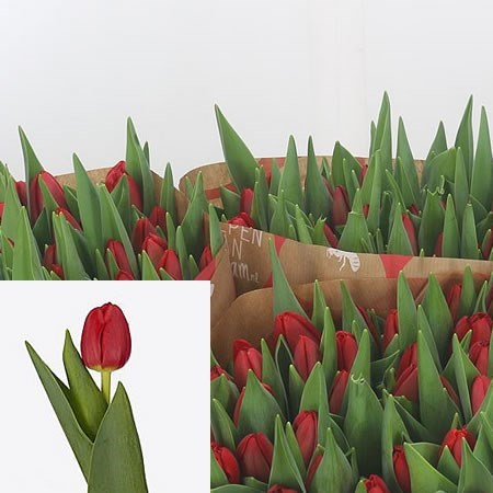 Tulips Rescue