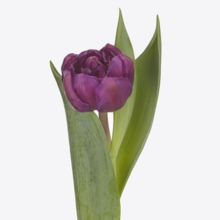 Tulips Respectable