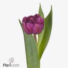 Tulips Respectable