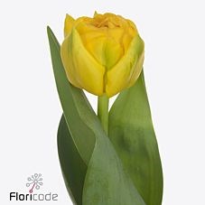 Tulips Roadrunner