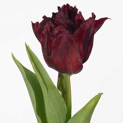 Tulips Robinho