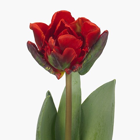 Tulips Rococo Double