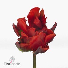 Tulips Rococo Double
