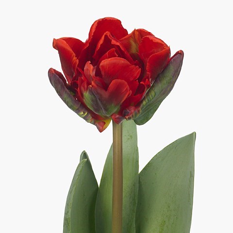 Tulips Rococo Double
