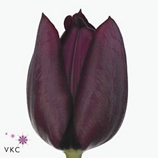 Tulips Ronaldo