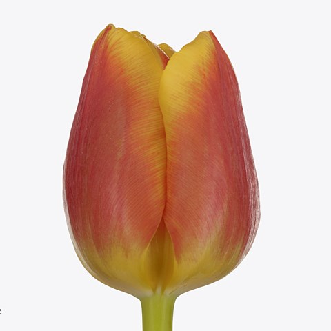Tulips Rox