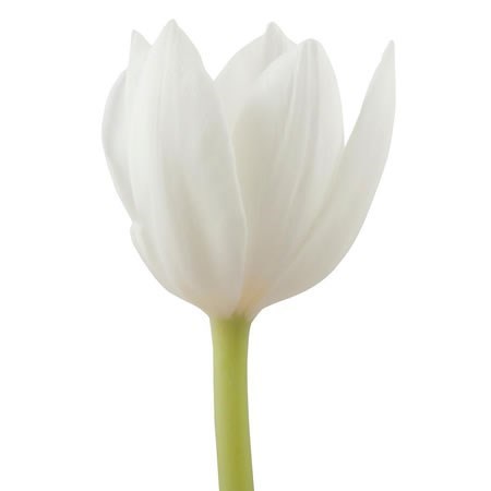 Tulips Royal Virgin