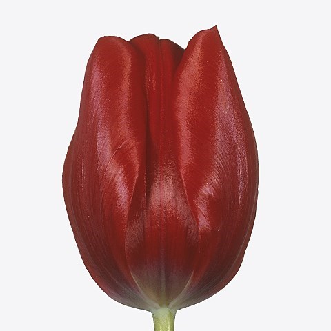Tulips Ruby Red