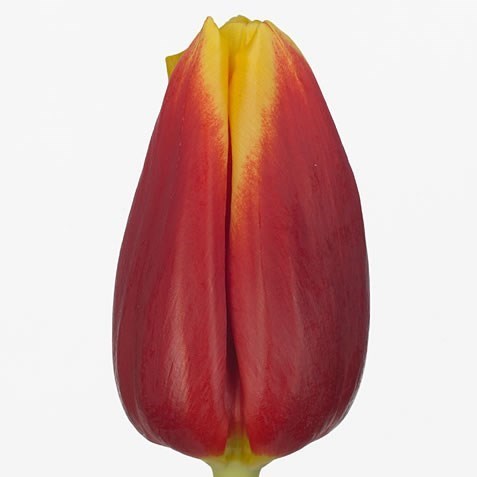 Tulips Russia