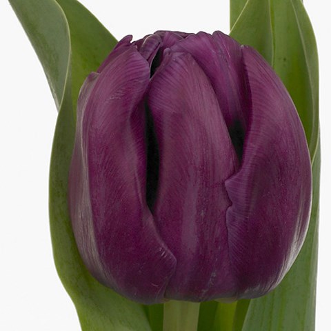 Tulips Saffiro