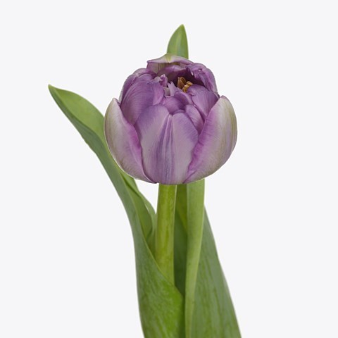 Tulips Saigon Double