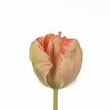 Tulips Salmon Design (Parrot)