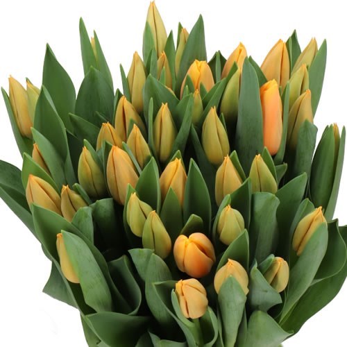 Tulips Salmon Lalibela