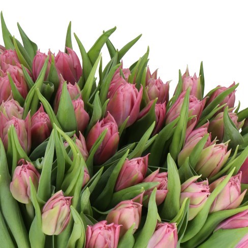 Tulips Salmon Price