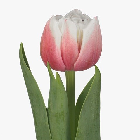 Tulips Sambuca
