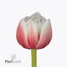 Tulips Sambuca