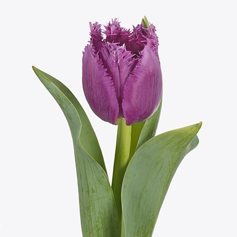 Tulips San Luiz