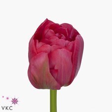 Tulips San Remo