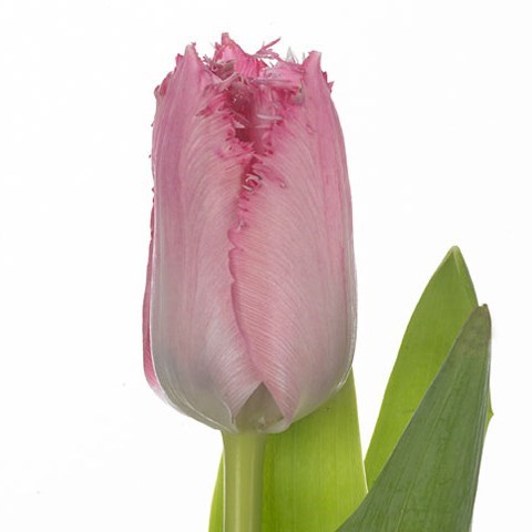 Tulips Santander