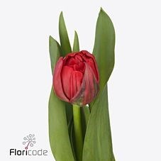 Tulips Sartre