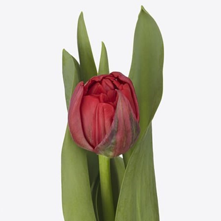 Tulips Sartre