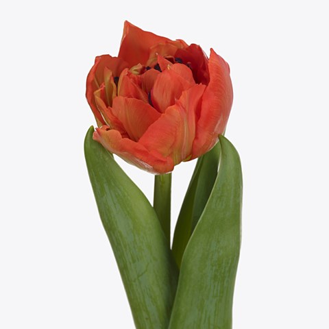 Tulips Sauron