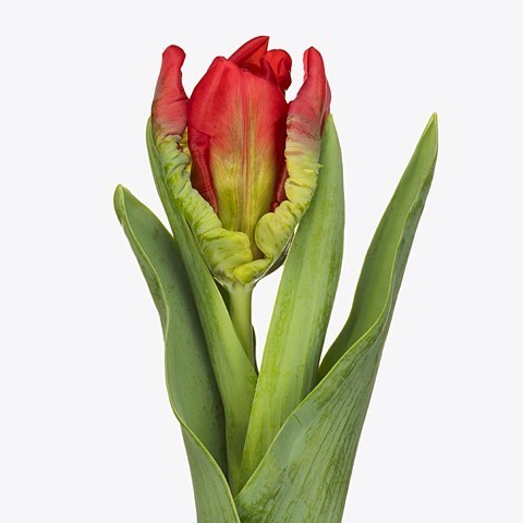 Tulips Seadov (Parrot)
