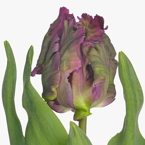 Tulips Secret (Parrot)
