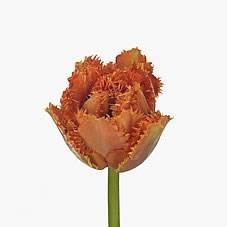 Tulips Sensual Touch