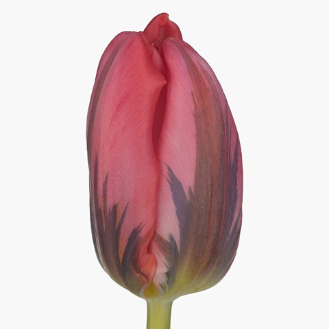 Tulips Shining Princes
