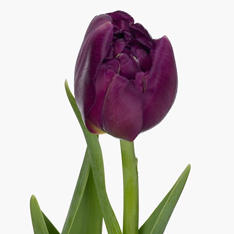 Tulips Showcase