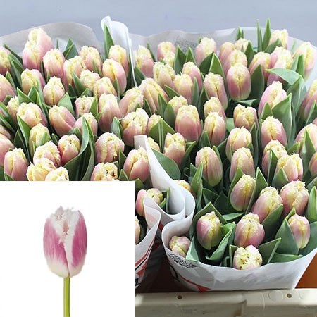 Tulips Siesta