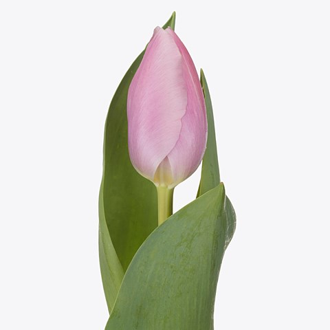 Tulips Signum