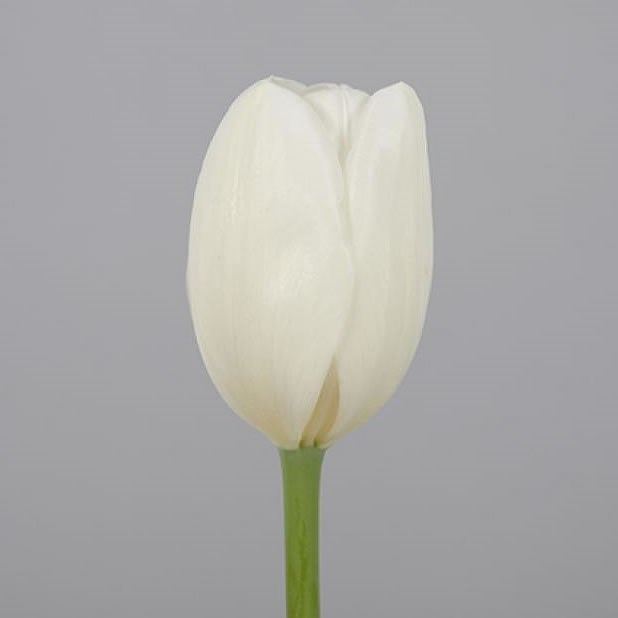 Tulips Silentia