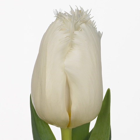 Tulips Snow Queen