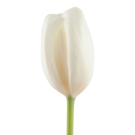 Tulips Snowboard
