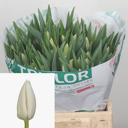 Tulips Snowhill