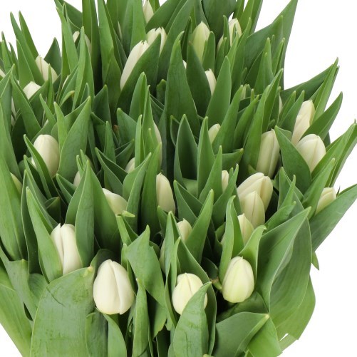 Tulips Snowmen