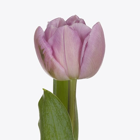 Tulips Soprano