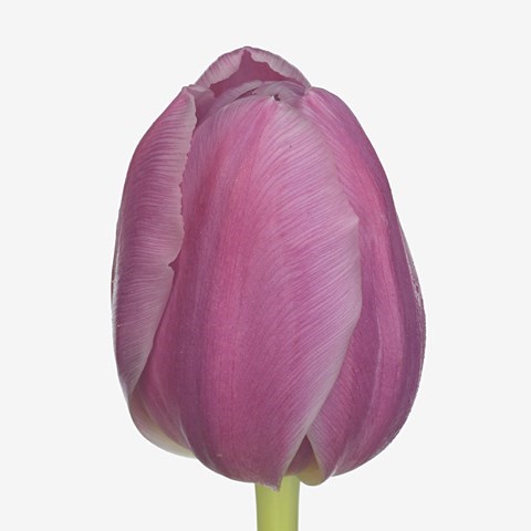 Tulips Sorbonne