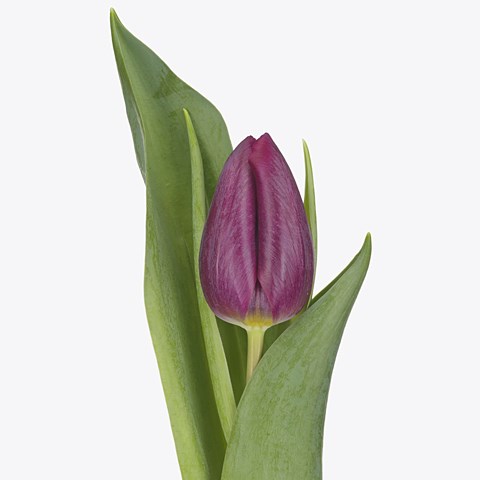 Tulips Spinoza