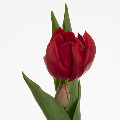 Tulips Spitfire