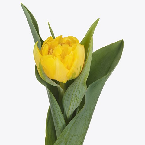 Tulips St Louis