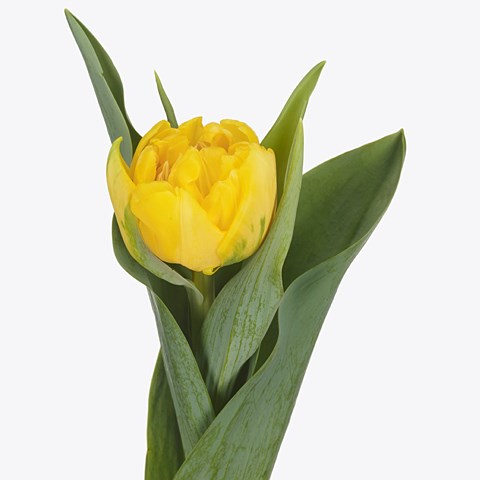 Tulips St Louis