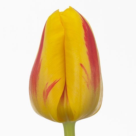 Tulips Striped Bellona